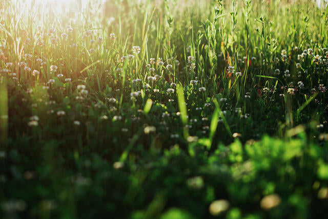 Early Summer Whitetail Preparation
