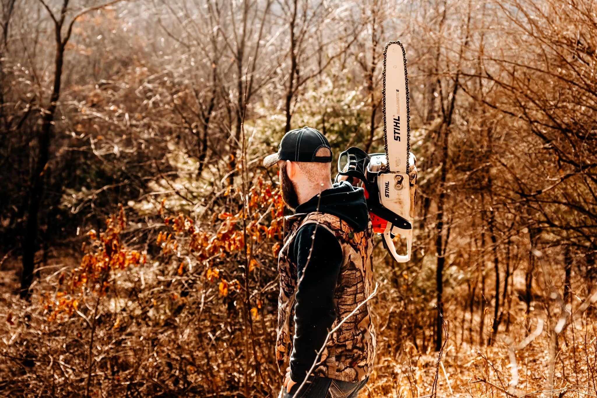 Timber Improvements in the Woods: Positive Effects on Wildlife