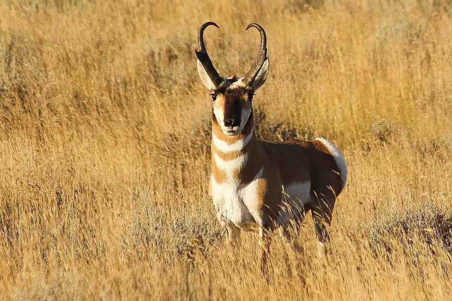 Pronghorn hunting