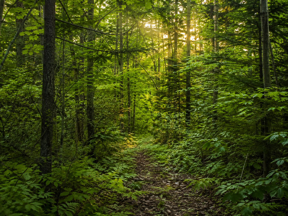 Green timber and thick hunting cover