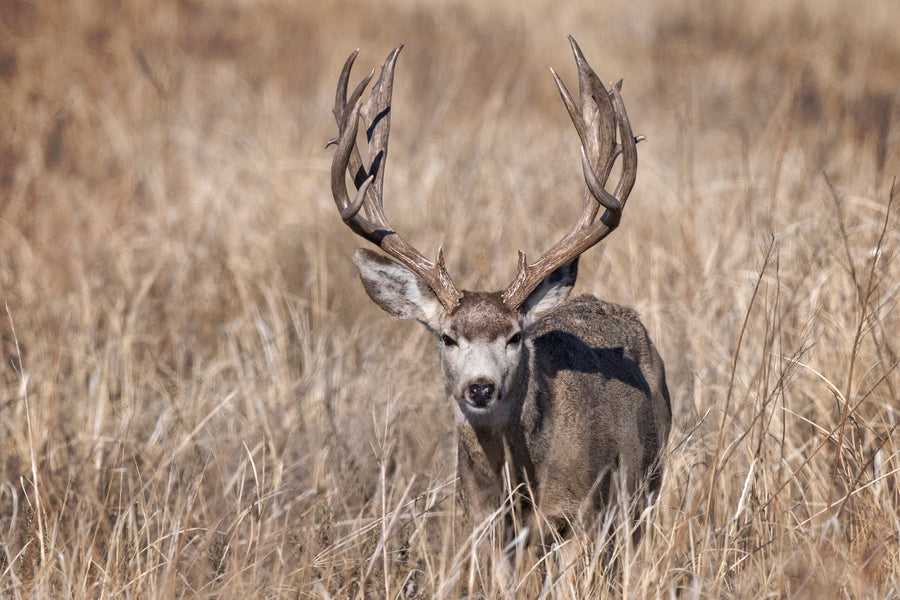 Mule deer hunting