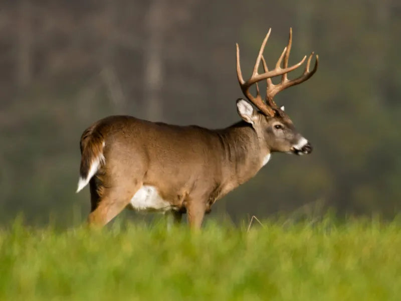 Whitetail hunting