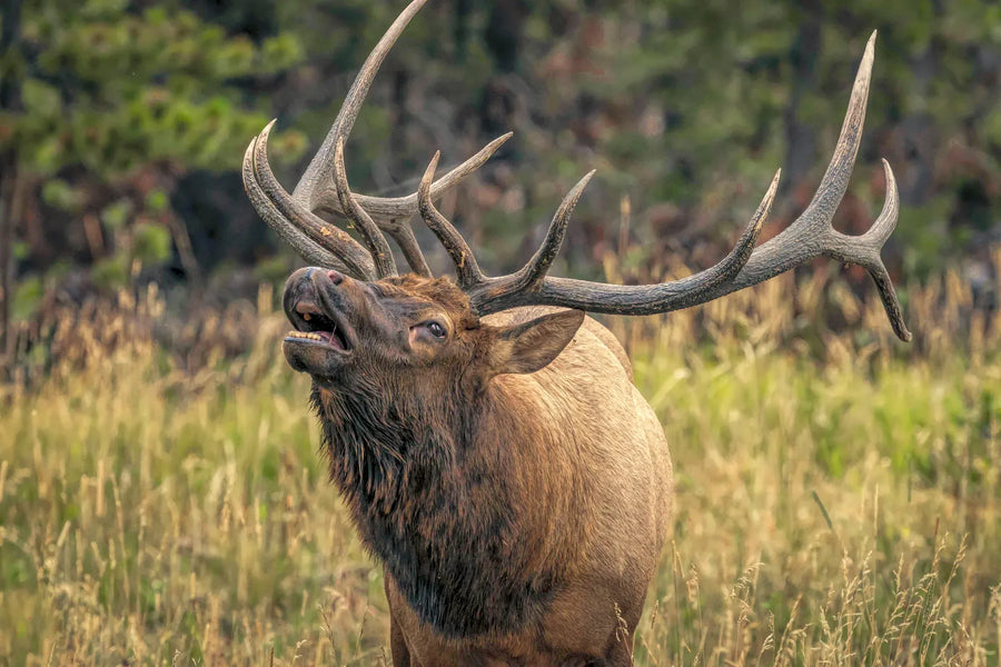 Elk hunting